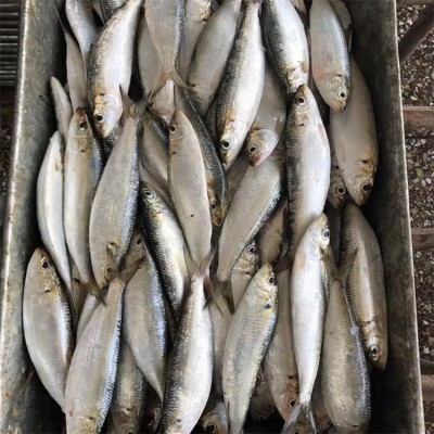 Hot Selling Frozen Seafood Whole Round Sardine Fish